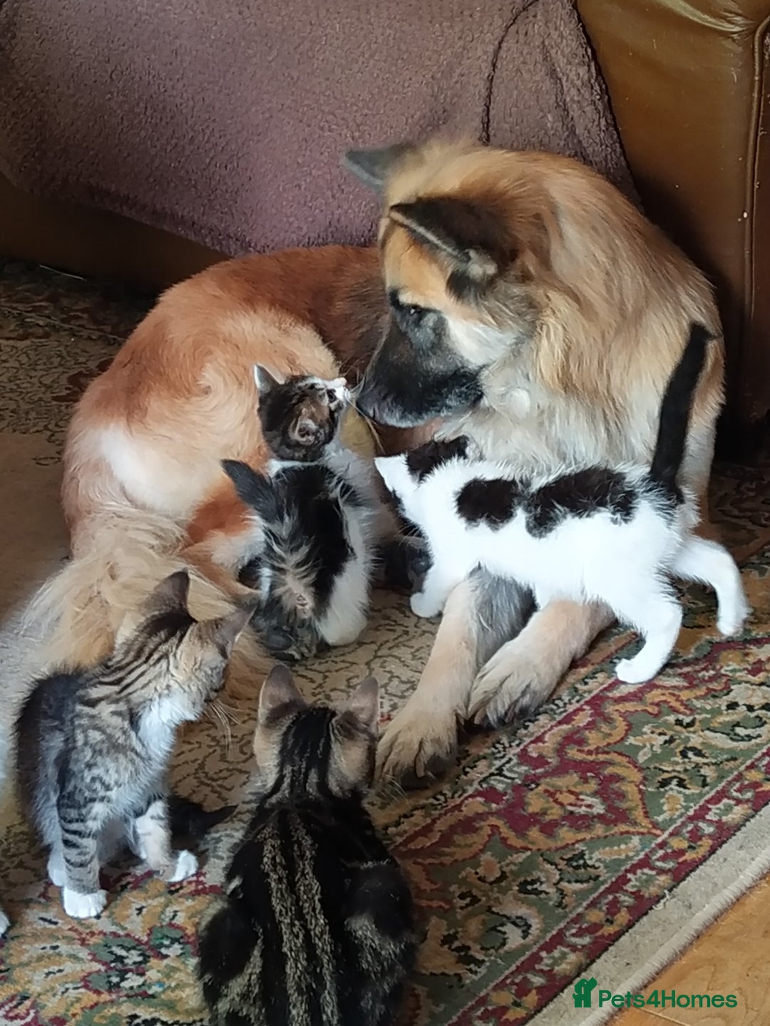 Domestic Shorthair cats for sale: Squeakies babies - Image 6