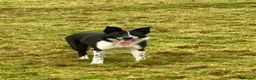 Border Collie dogs for sale: Border Collie looking for new home - Advert 1
