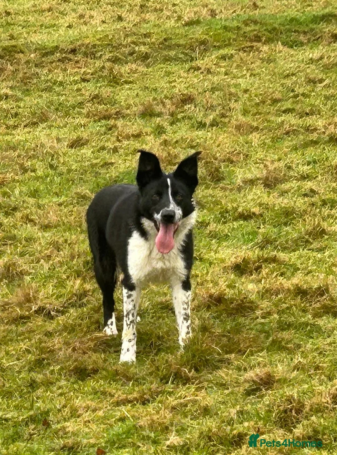 Border Collie dogs for sale: Border Collie looking for new home - Advert 1