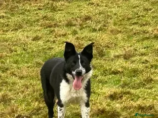 Border Collie dogs Border Collie looking for new home - Advert 8