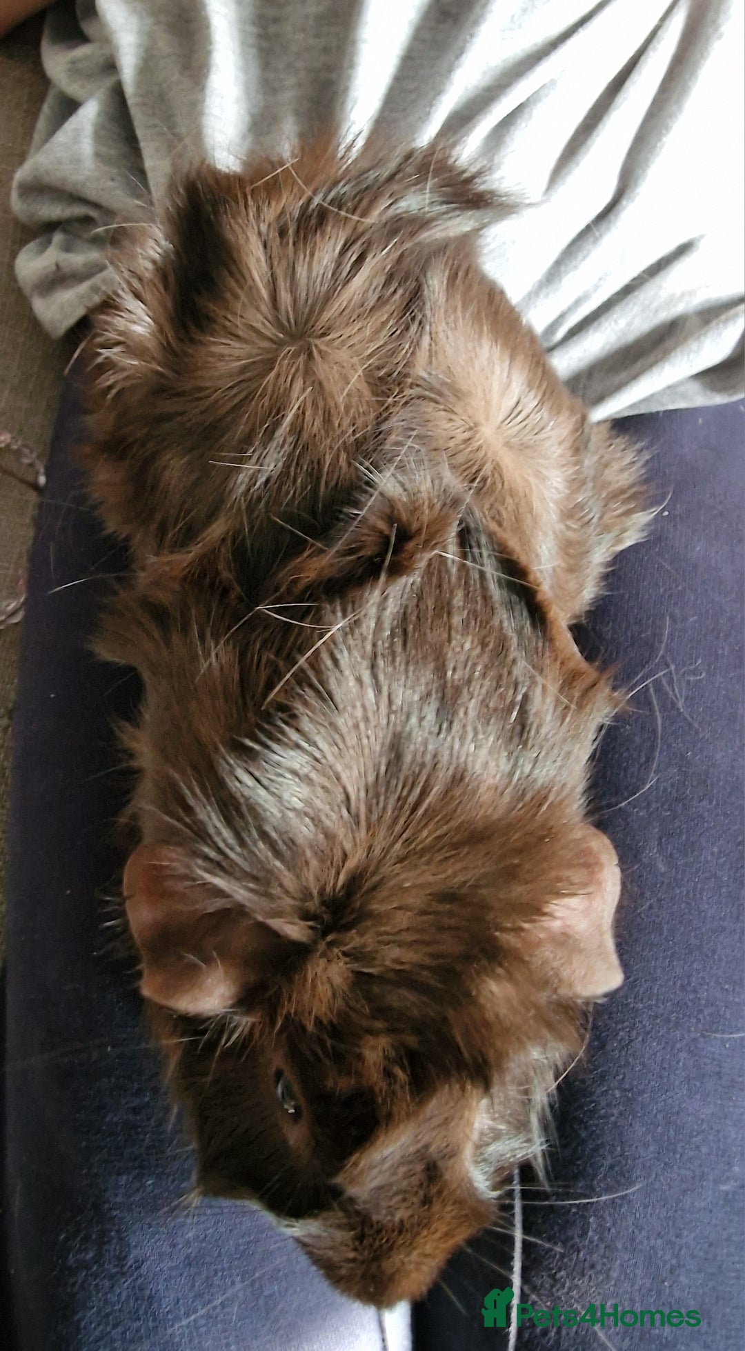 Guinea Pig rodents for sale: Lonely guinea pig  - Image 6