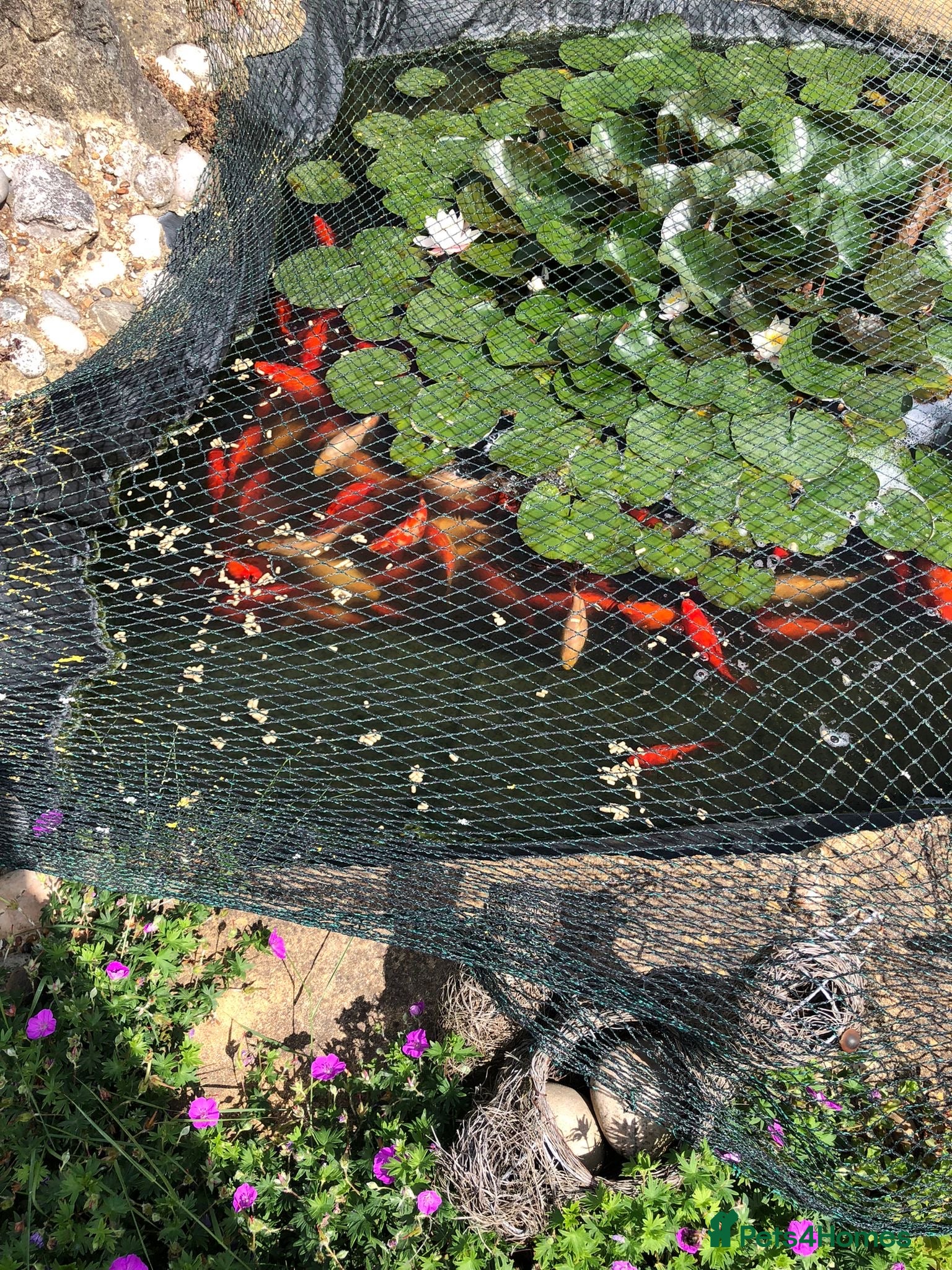 Goldfish fish for sale: 🚨URGENT: 50–60 Large Goldfish Need Rehoming ASAP! - Advert 1