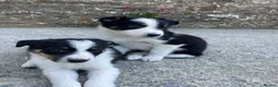 Border Collie dogs for sale: 4 Border Collie Puppies  - Advert 6