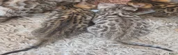 Bengal cats for sale: 2 beautiful full bengal kits - Advert 3