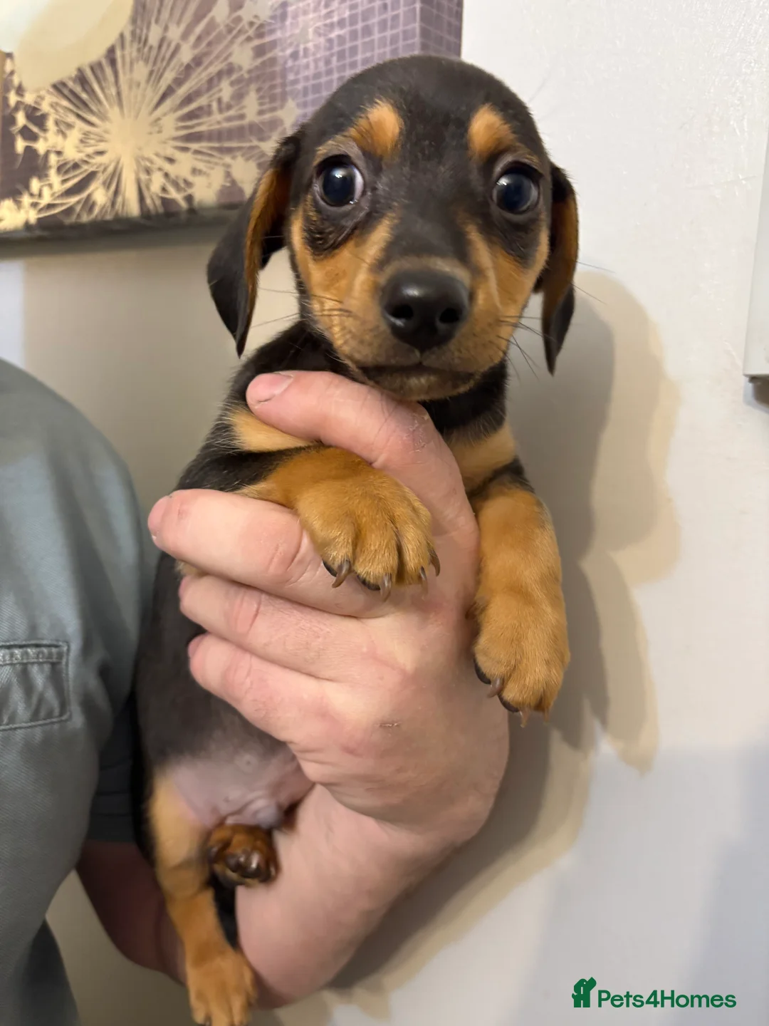 Mixed Breed dogs for sale: Daxi jacks ready now - Advert 1