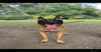 Belgian Shepherd Dog dogs - Advert 12