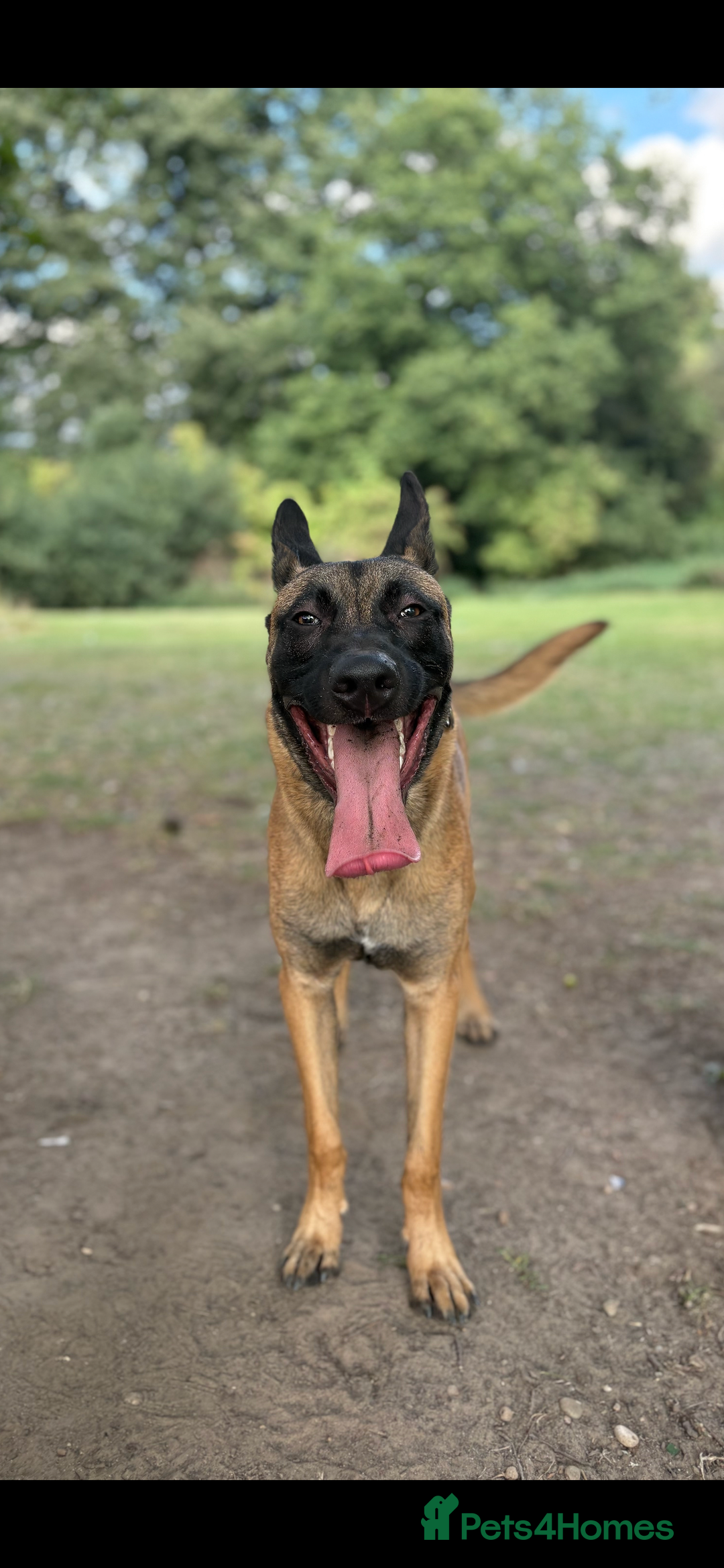 Belgian Shepherd Dog dogs for sale: Rocky - 9 month old Belgian Malinois - Image 3