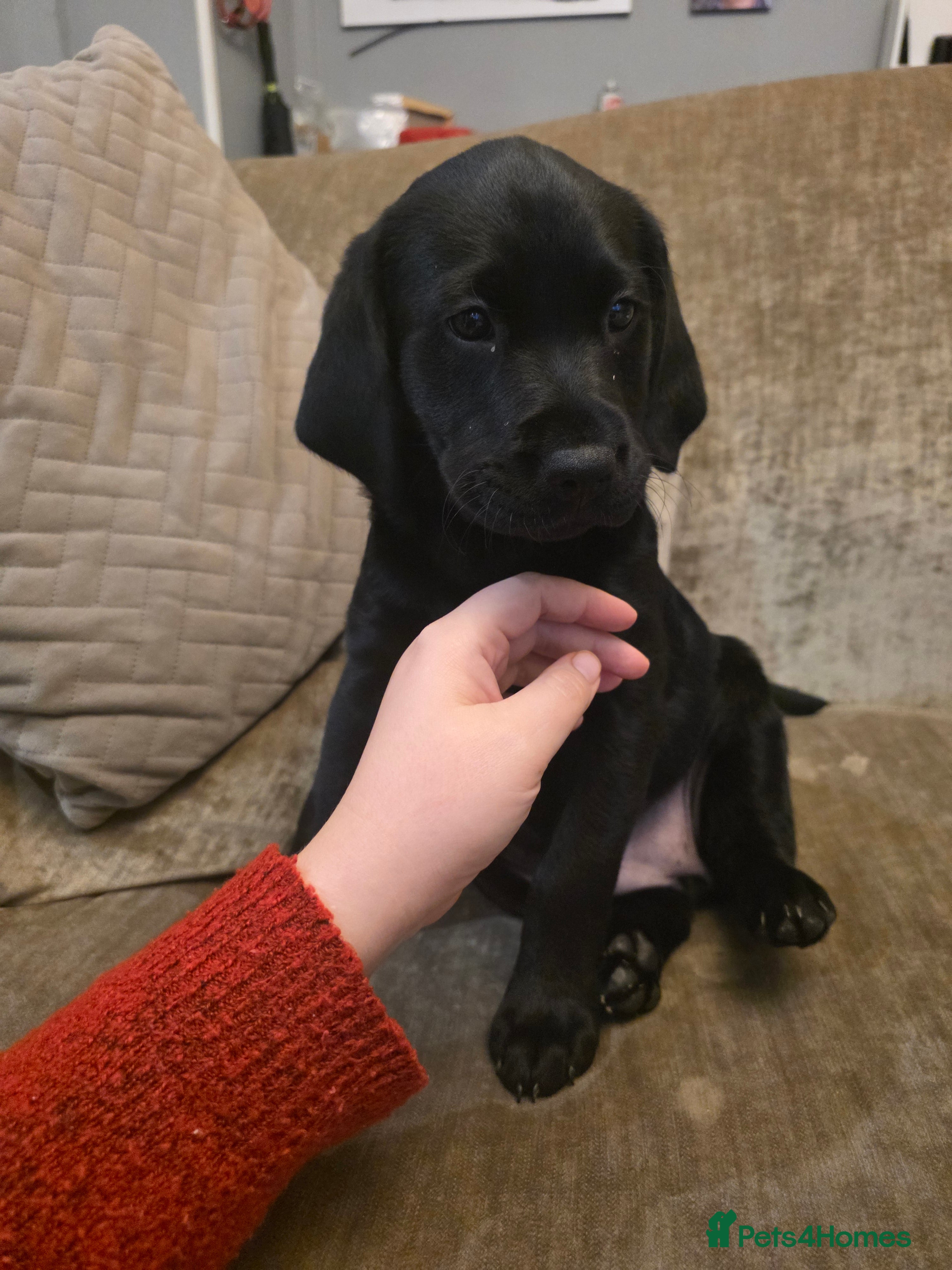 Labrador Retriever dogs Gorgeous Labrador Puppies – Ready December! - Advert 13