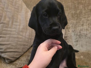 Labrador Retriever dogs Gorgeous Labrador Puppies – Ready December! - Advert 2