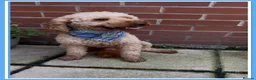 Miniature Poodle dogs for stud: 💙 PADDINGTON 💙STUNNING WELL PROVEN STUD 💙 - Advert 2