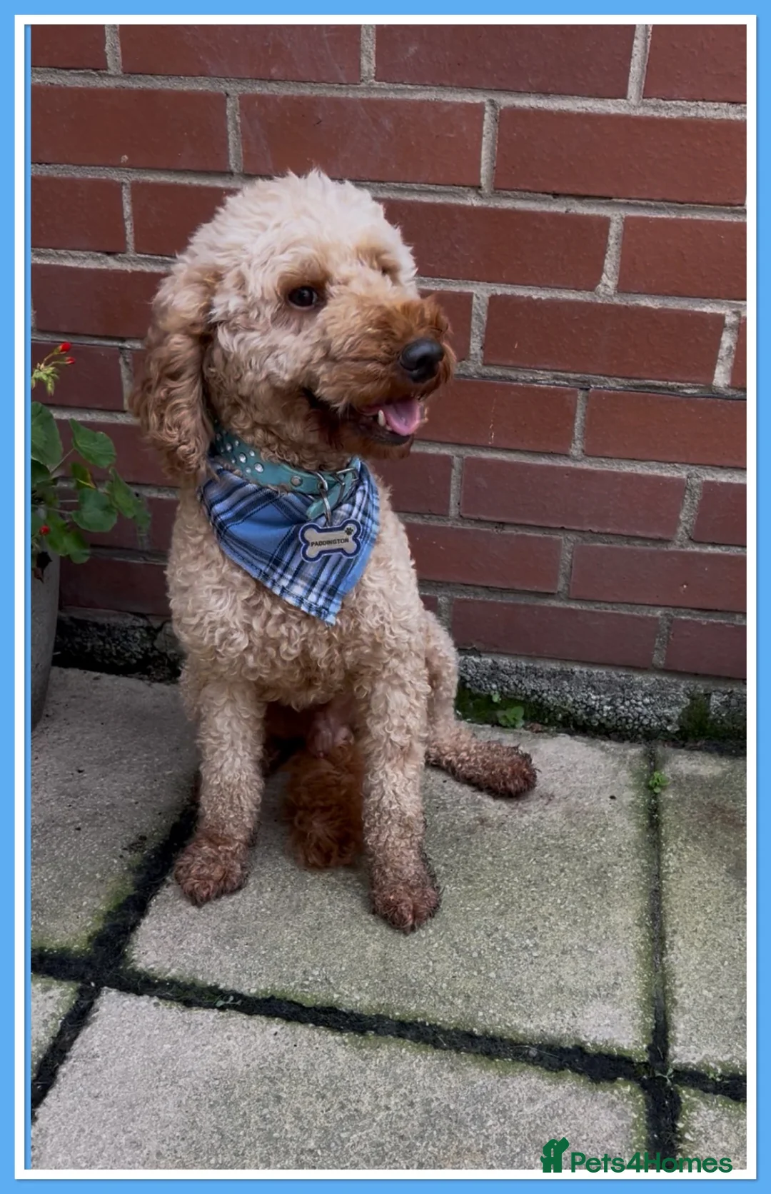 Miniature Poodle dogs for stud: 💙 PADDINGTON 💙STUNNING WELL PROVEN STUD 💙 - Advert 2