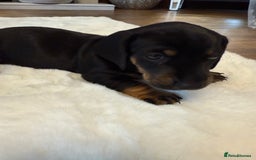 Dachshund dogs for sale: Dachshunds for sale   - Image 32