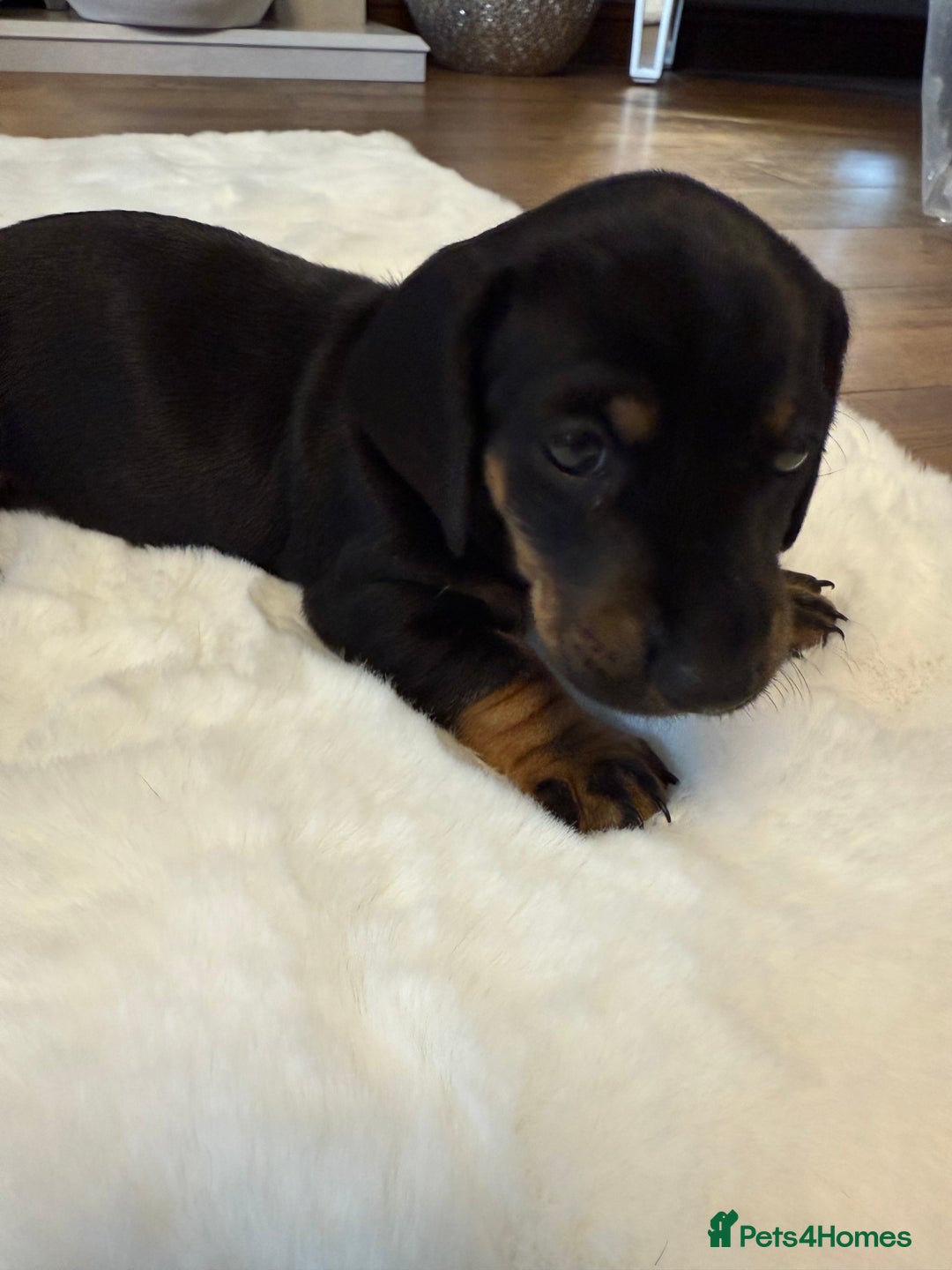 Dachshund dogs for sale: Dachshunds for sale   - Image 32
