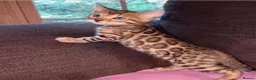 Bengal cats for sale: Beautiful Bengal kittens  - Advert 3