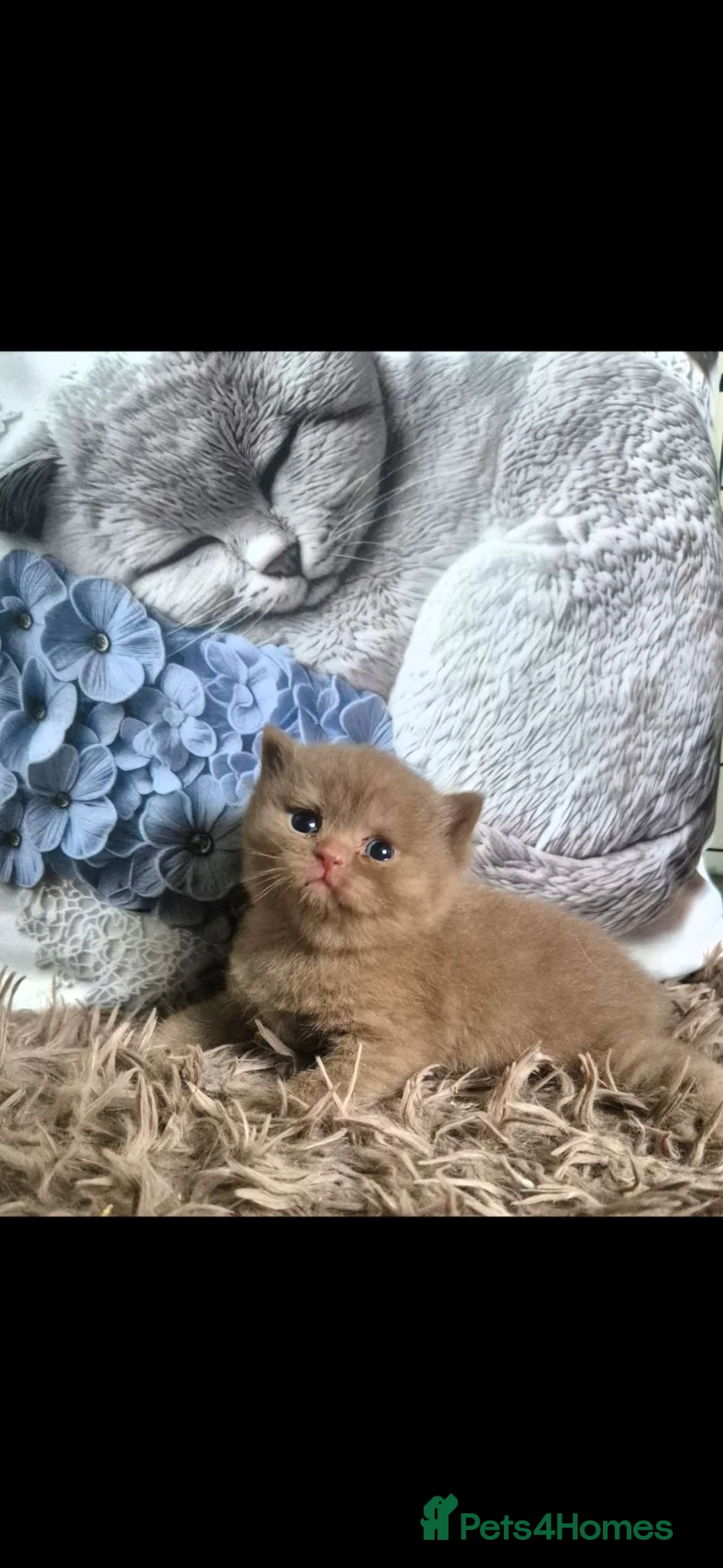 British Shorthair cats for sale: ** Beautiful TICA Registered kittens ** - Advert 2