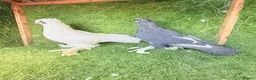 Pigeons birds for sale: Beautiful Quality Pigeons Healthy & Well Cared For - Advert 12