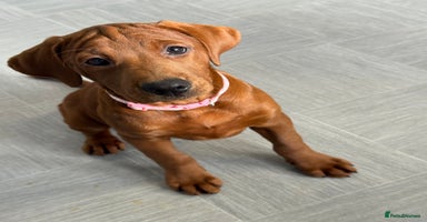 Labrador Retriever dogs - Advert 11