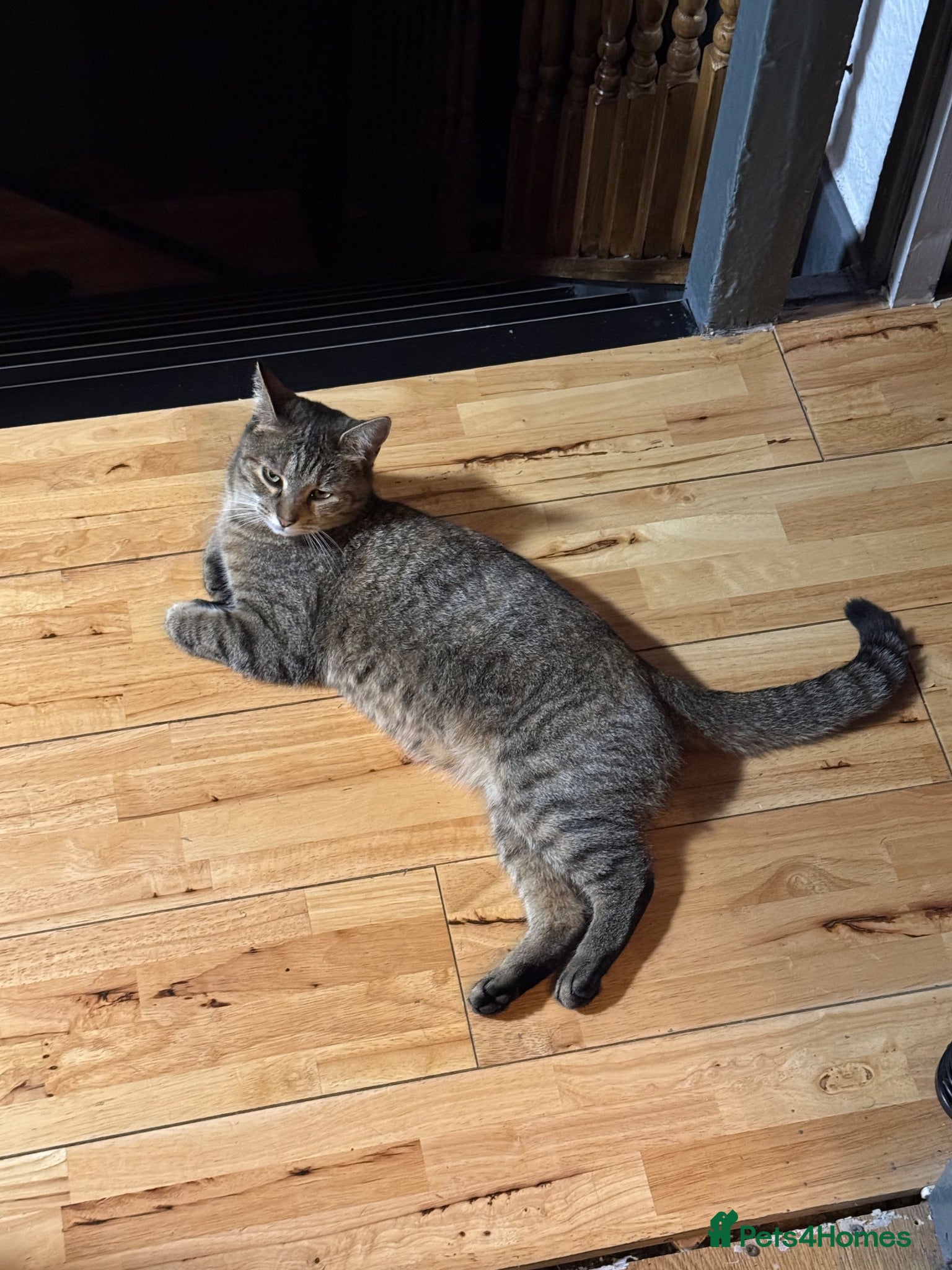 Mixed Breed cats Cat for sale  - Advert 2