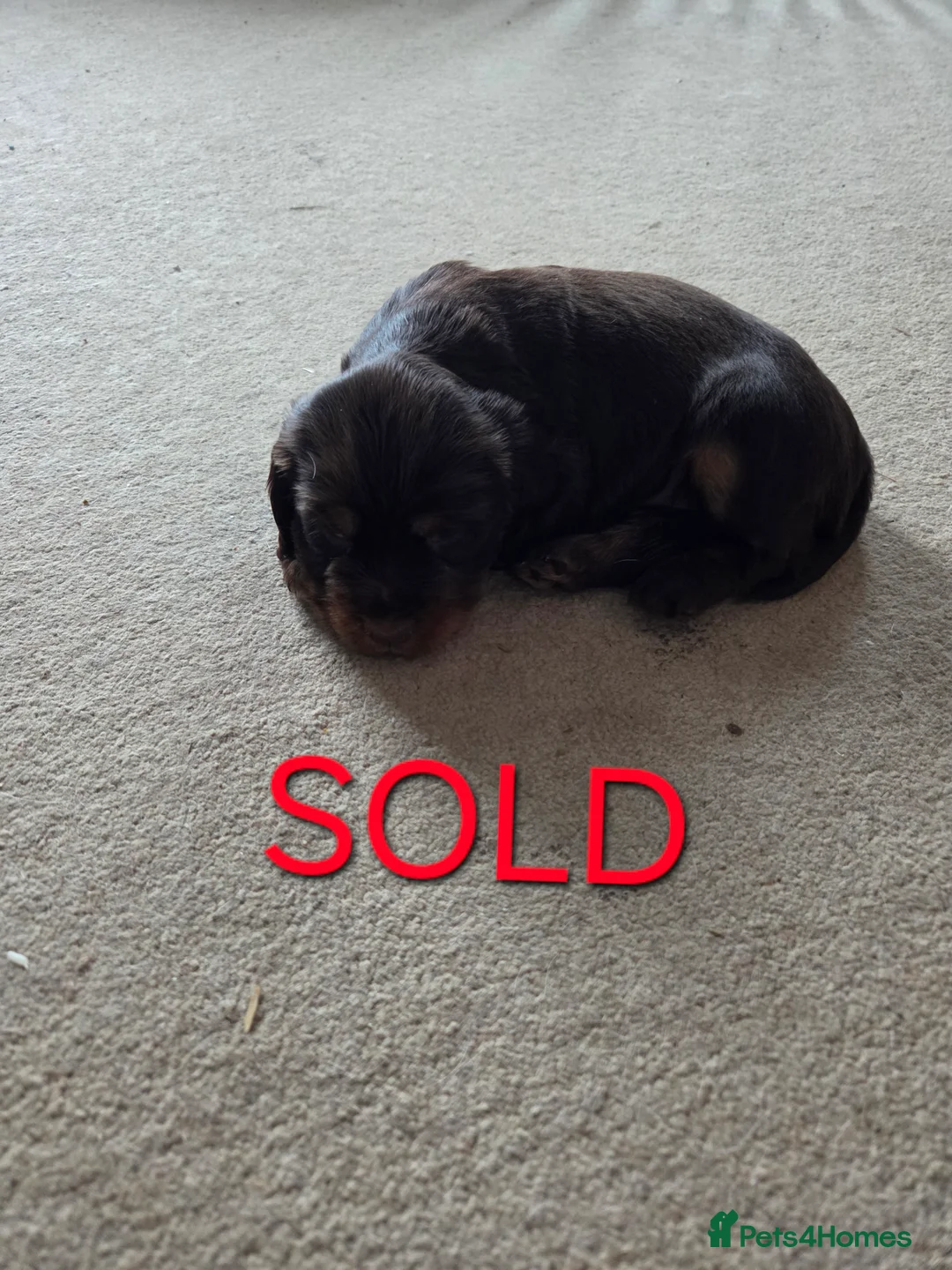 Cocker Spaniel dogs for sale: Beautiful well bred Cocker Spaniels - Advert 2