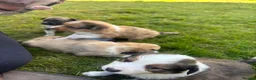 Mixed Breed dogs for sale: 6 Beautiful Puppies❤️ - Advert 11