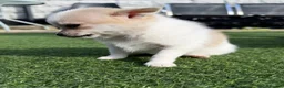 Pomchi dogs for sale: Pomchi puppies looking for their forever home 🏠🐶 in Newcastle upon Tyne - Advert 8