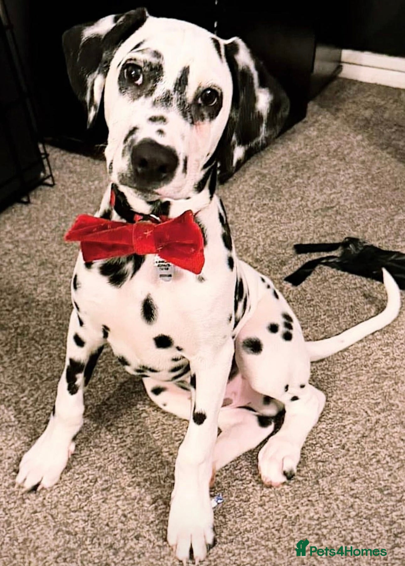 Dalmatian dogs Dalmatians BOY Left  - Advert 12