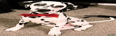 Dalmatian Puppy 1