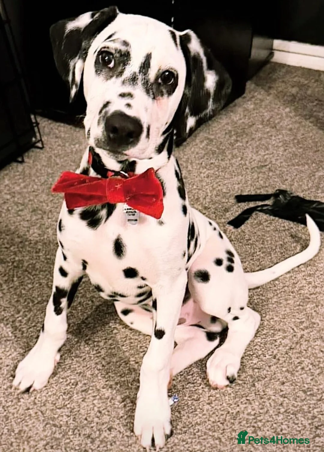 Dalmatian dogs for sale: Dalmatians BOY Left  - Advert 1