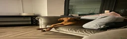 Hungarian Vizsla dogs for sale: 5 handsome Hungarian Viszla puppies for sale in Southport - Advert 7