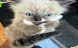 Ragdoll cats for sale: Ragdoll kittens - Image 13