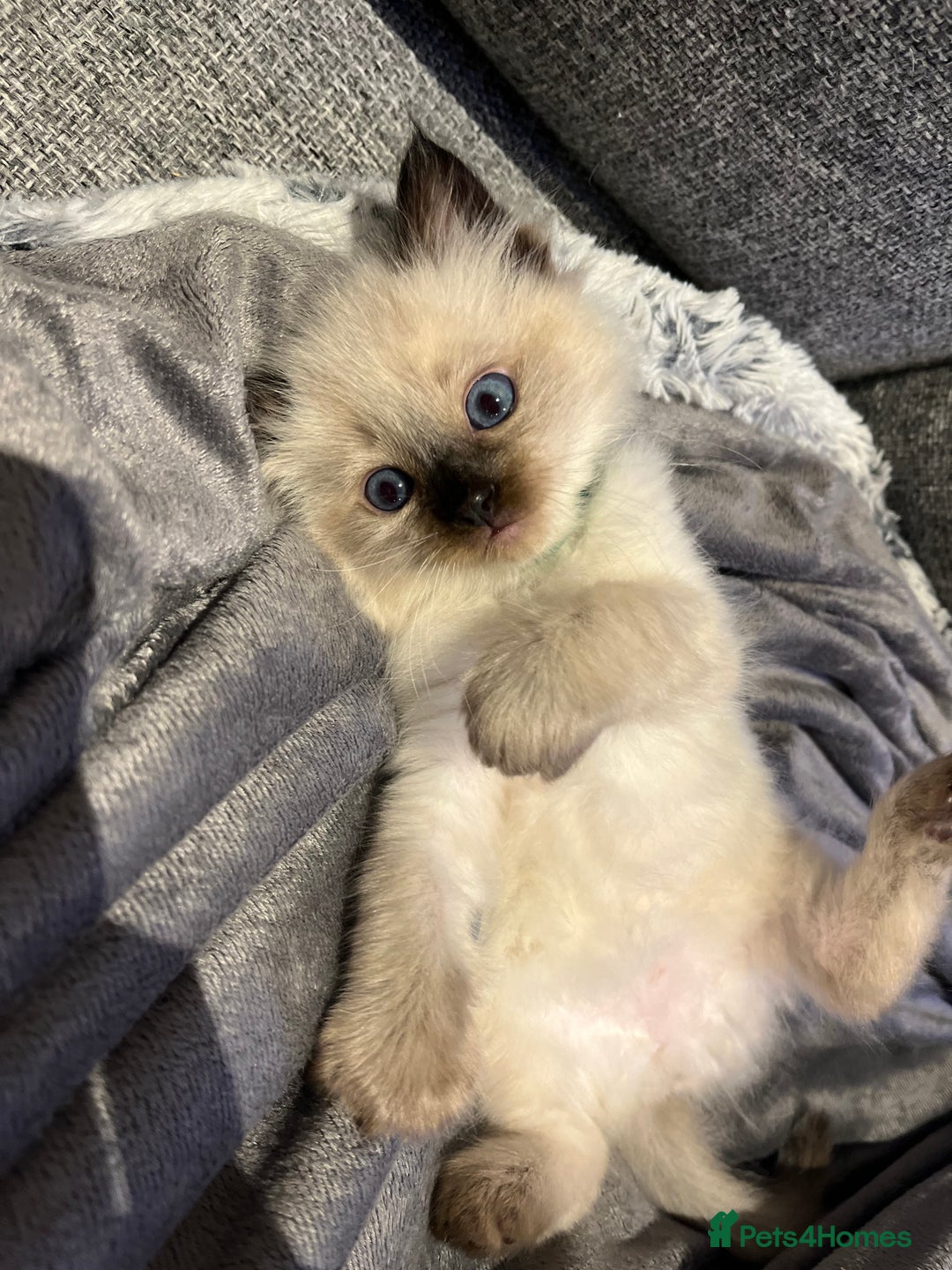 Ragdoll cats for sale: Black point Ragdoll Kittens🖤 - Advert 9