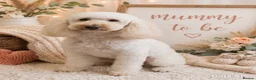 Labradoodle dogs for sale: DNA Health tested F2B Miniature Labradoodle pups - Advert 4