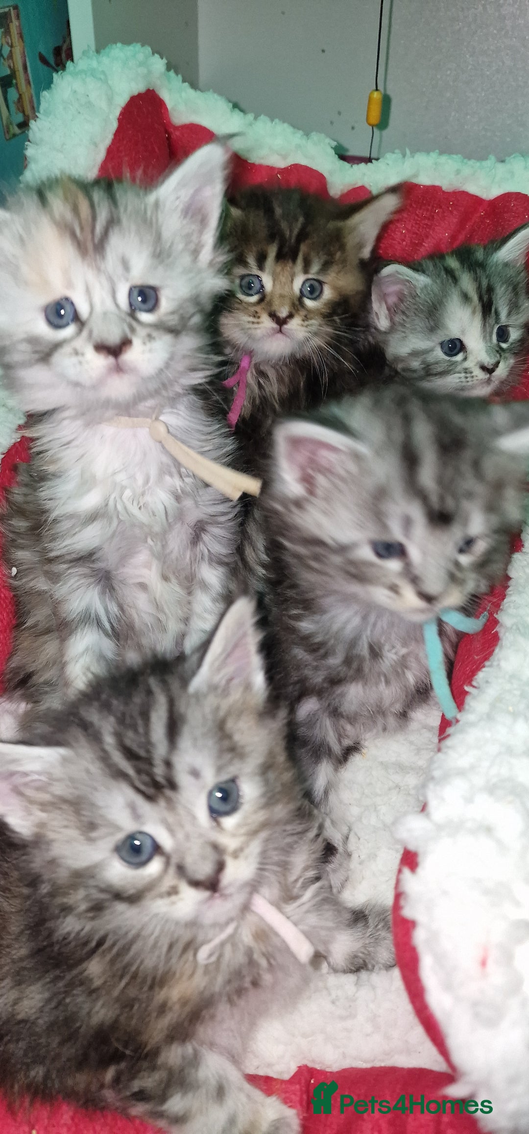 Maine Coon cats for sale: Pure Maine Coon Kittens - Advert 23