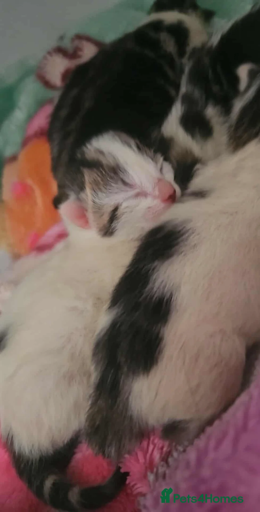 Mixed Breed cats for sale: 4 Beautiful Little Kittens For Sale - Advert 3