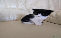 Mixed Breed cats for sale: Kittens - Advert 5