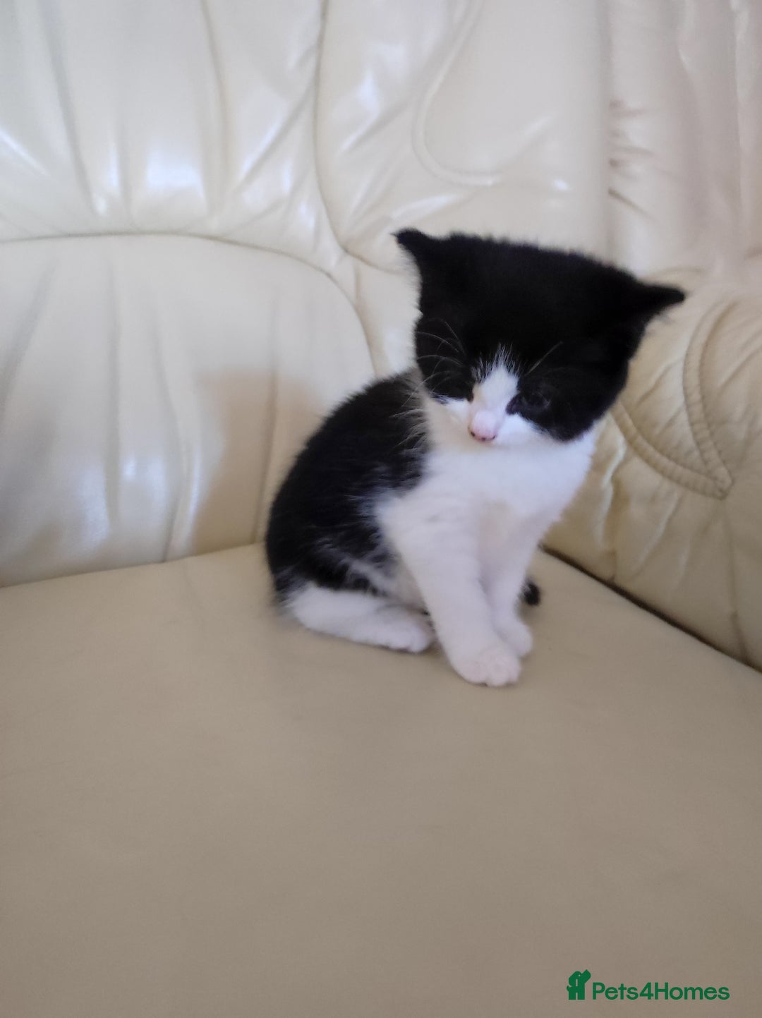 Mixed Breed cats for sale: Kittens - Advert 5