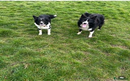 Border Collie dogs for sale: Border collies - Advert 2