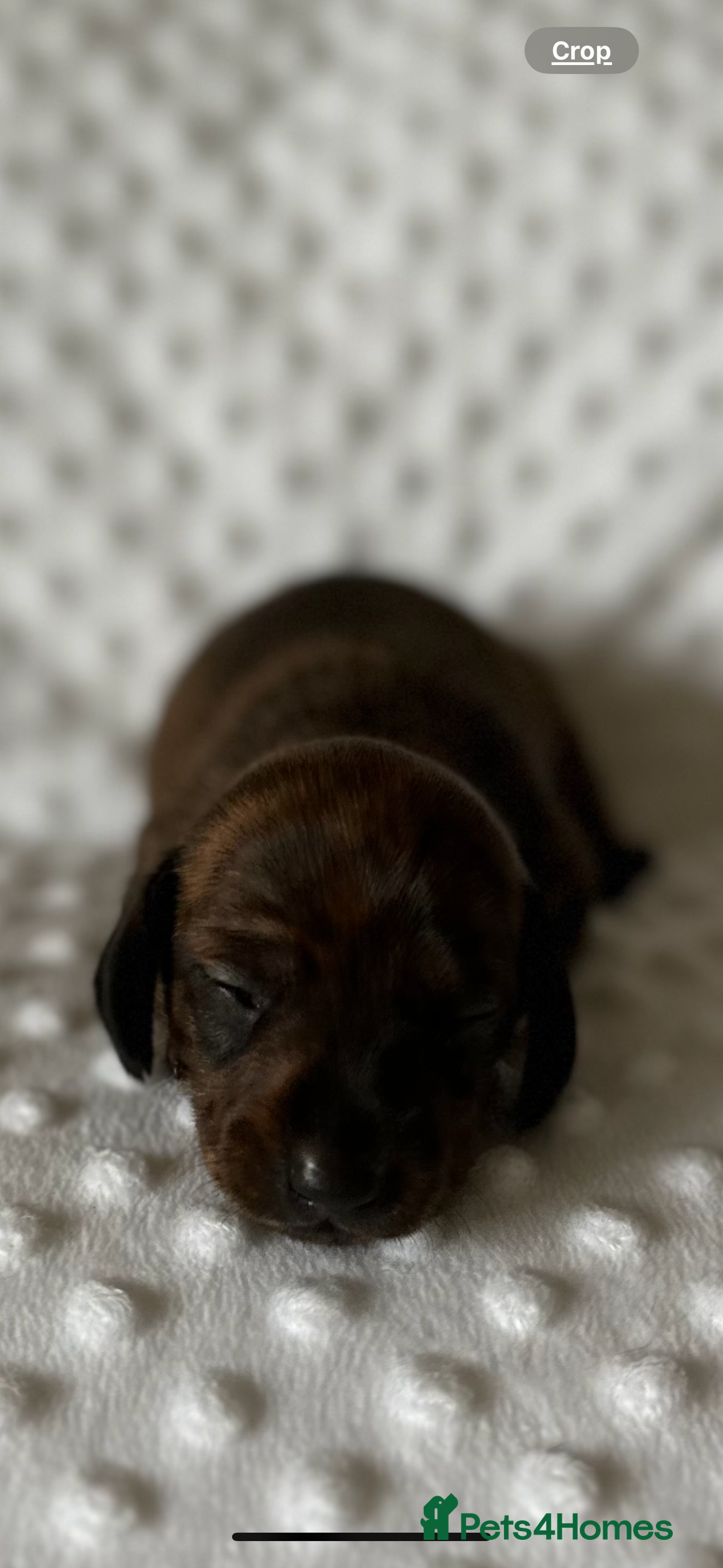 Miniature Dachshund dogs for sale: Champion  lines brindle / dapple mini daschund  - Image 11
