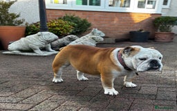 English Bulldog dogs for stud: Mr Belvedere English Bulldog available for stud in Carlisle - Image 3