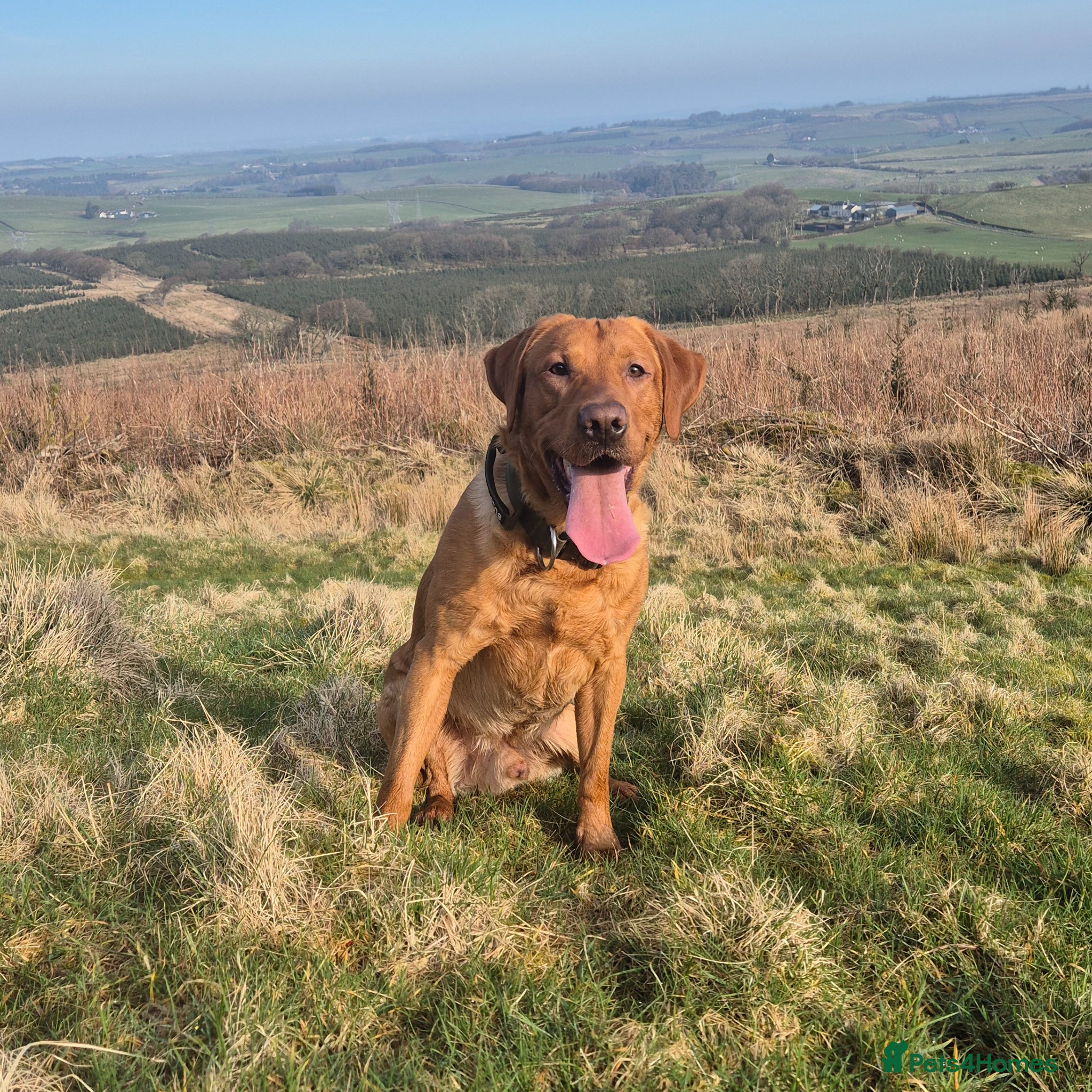 Labrador Retriever dogs Fully Health Tested Red Fox Lab Stud - Advert 1