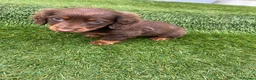 Miniature Dachshund dogs for sale: miniture dachshund - Advert 16