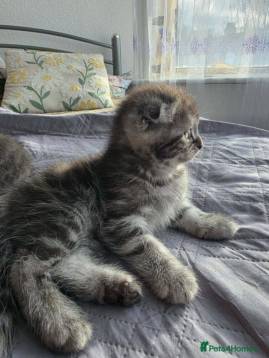 Scottish Fold cats for sale: Tabby Scottish Fold Kittens - Advert 30