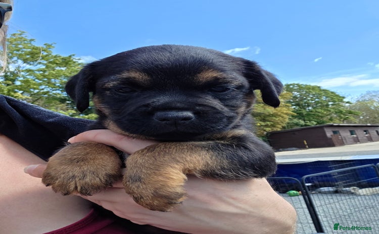 Border Terrier dogs - Advert 1