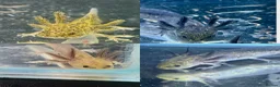 Axolotl reptiles for sale: Axolotl juveniles - Advert 1