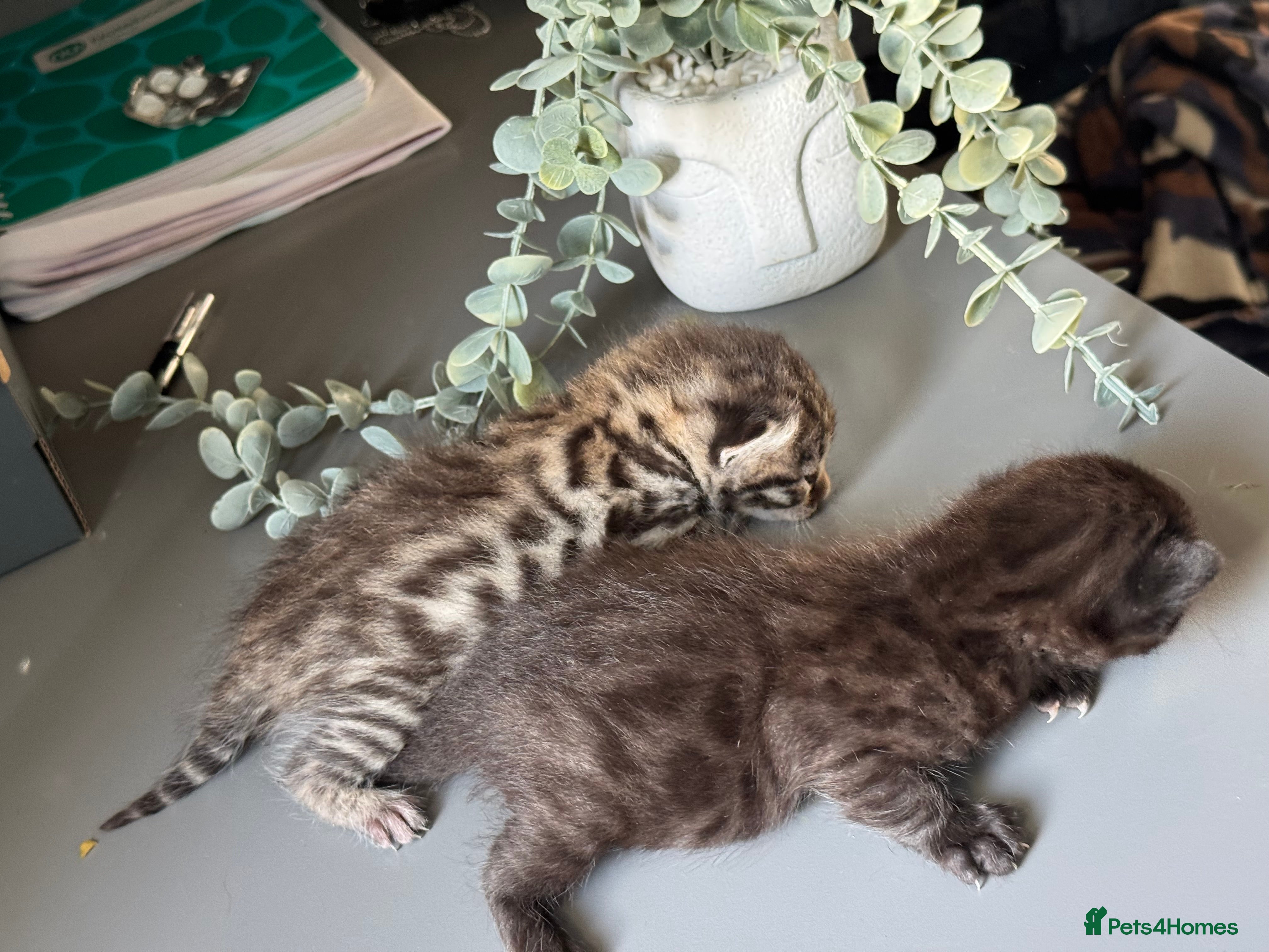 Bengal cats Bengal kittens  - Advert 1