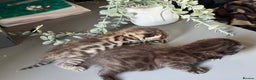 Bengal cats for sale: Bengal kittens  - Advert 1