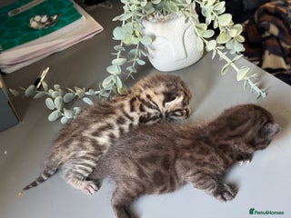 Bengal cats Bengal kittens - Advert 1