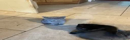 Mixed Breed cats for sale: Grey and Black Kittens - Advert 14