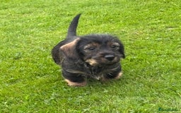 Miniature Dachshund dogs for sale: Wire Haired KC Miniature Dachshund  - Image 16