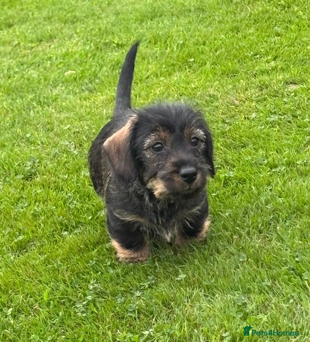Miniature Dachshund dogs for sale: Wire Haired KC Miniature Dachshund  - Image 16
